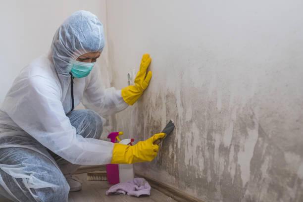 Bent Creek, NC Mold Removal Company