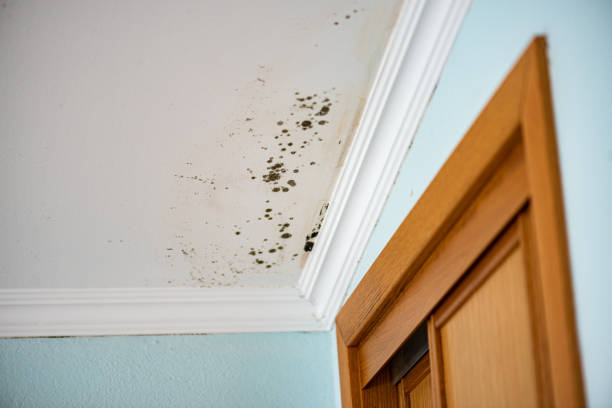 Best Home Mold Removal  in Bent Creek, NC