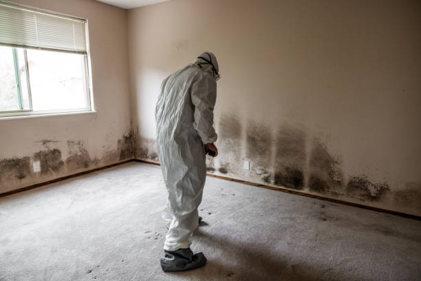 Best Mold Testing  in Bent Creek, NC