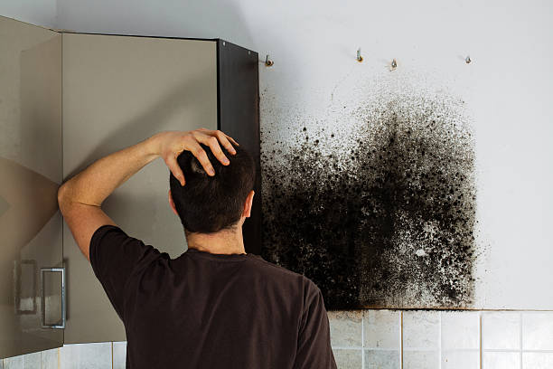 Best Residential Mold Removal  in Bent Creek, NC